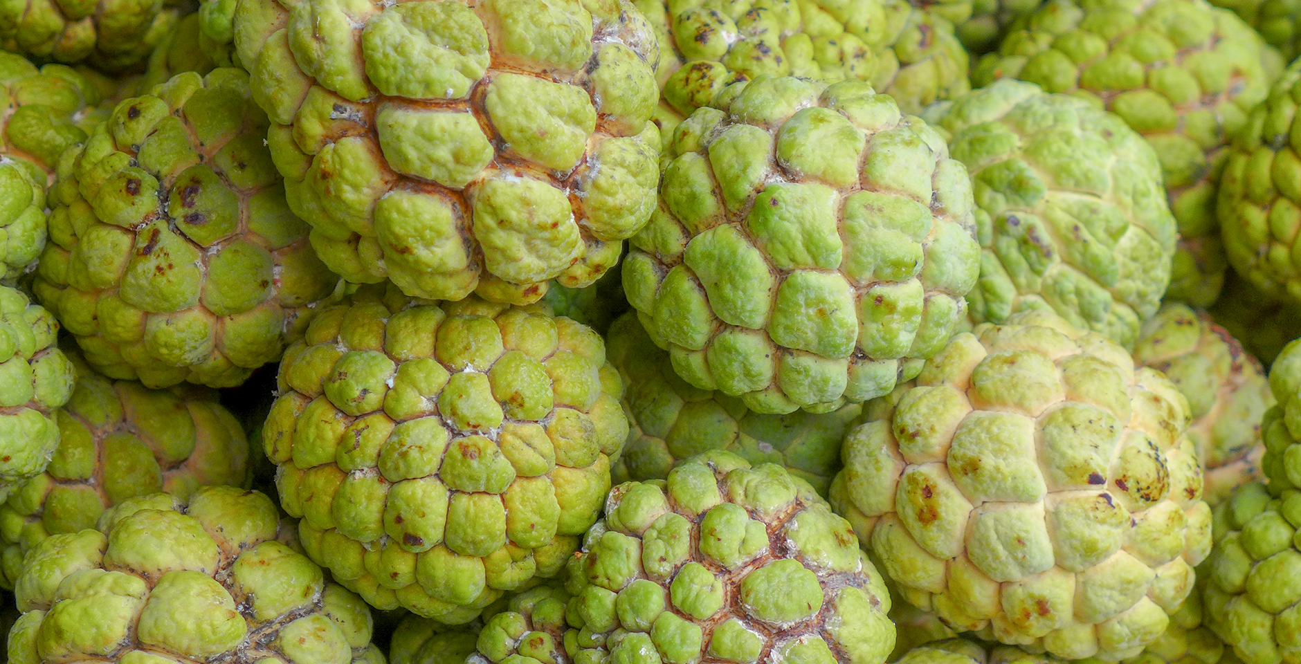 Custard apple что это за фрукт